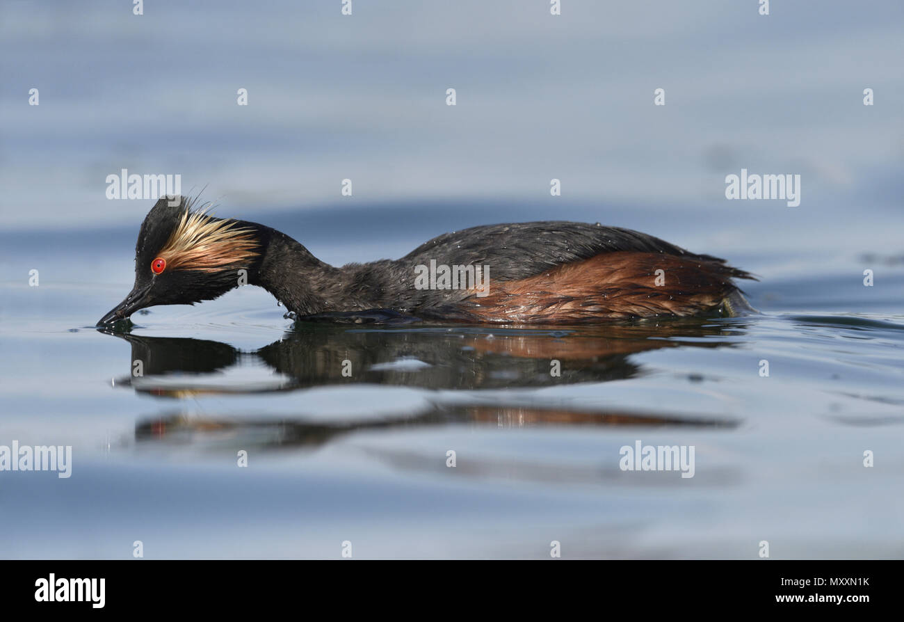 Grèbe à cou noir - Podiceps nigricollis Banque D'Images