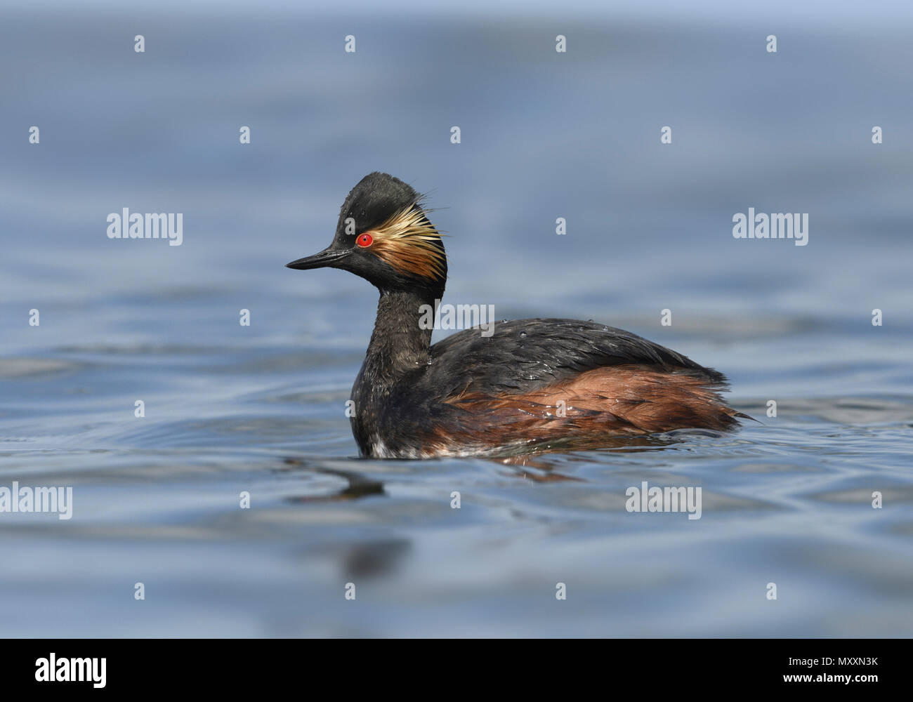 Grèbe à cou noir - Podiceps nigricollis Banque D'Images
