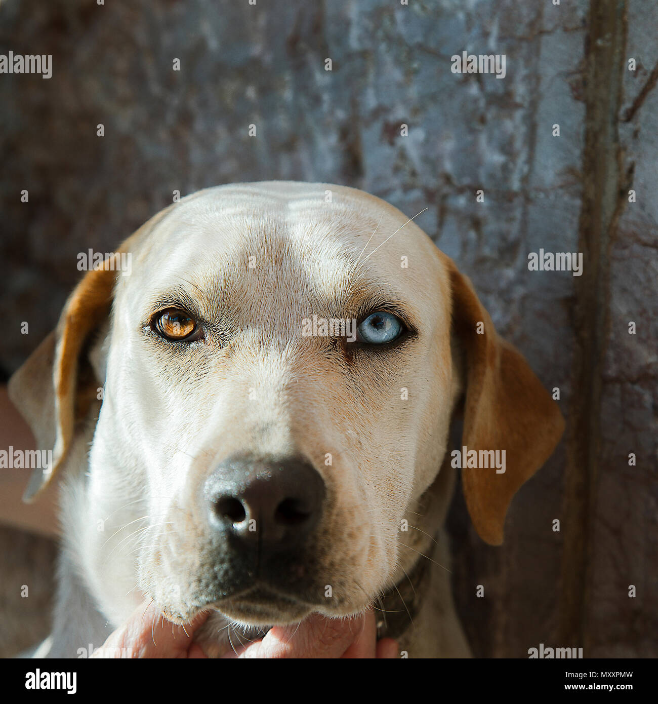 Chien Avec Un Oeil Brun Et Un Oeil Bleu Banque d'image et photos Alamy
