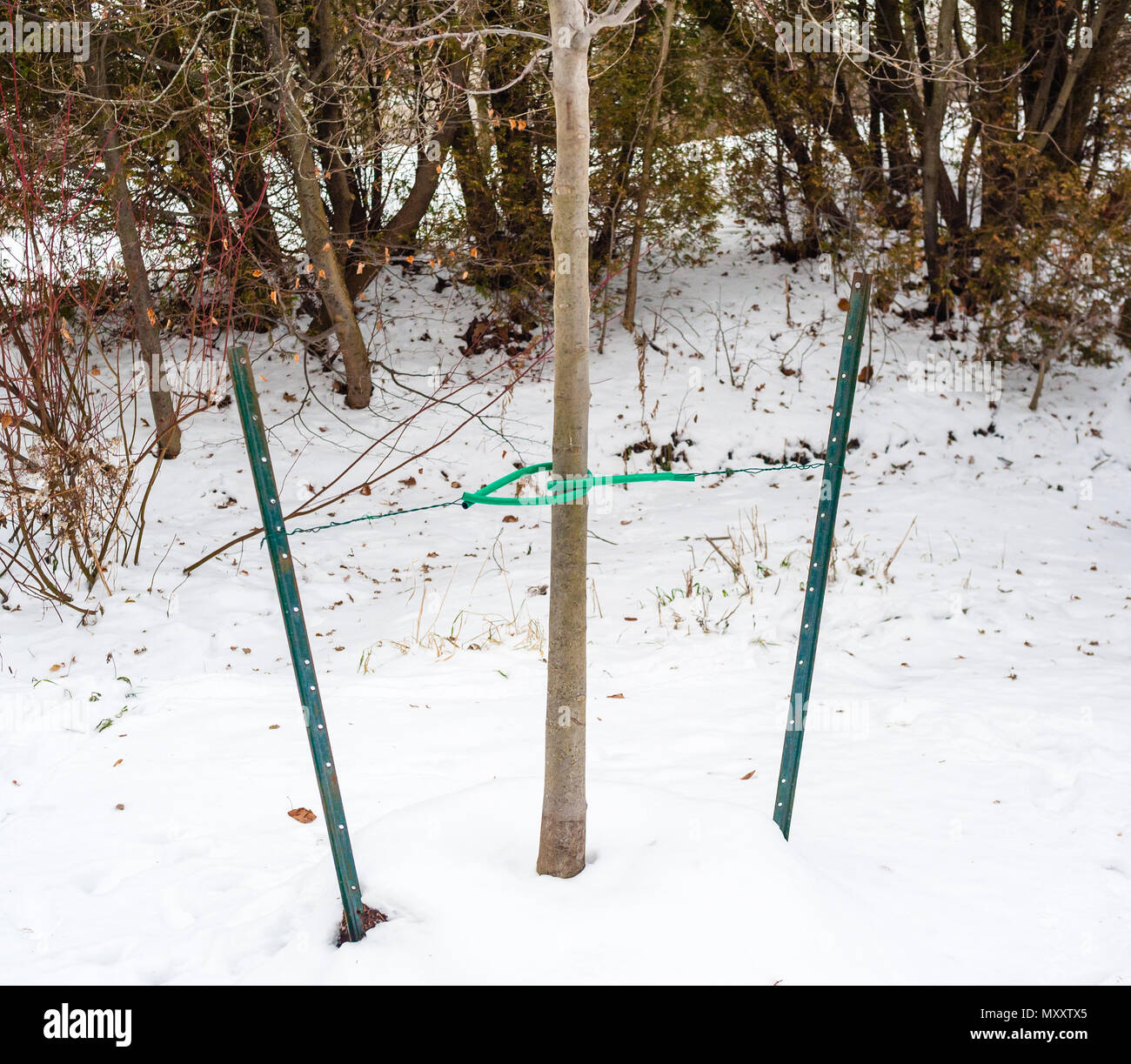 Petit arbre à feuilles caduques est en position droite par deux tiges de métal et de câbles en hiver. Banque D'Images