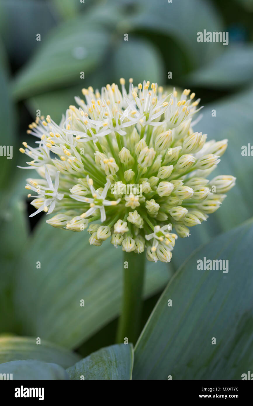 L'allium carataviense Banque D'Images