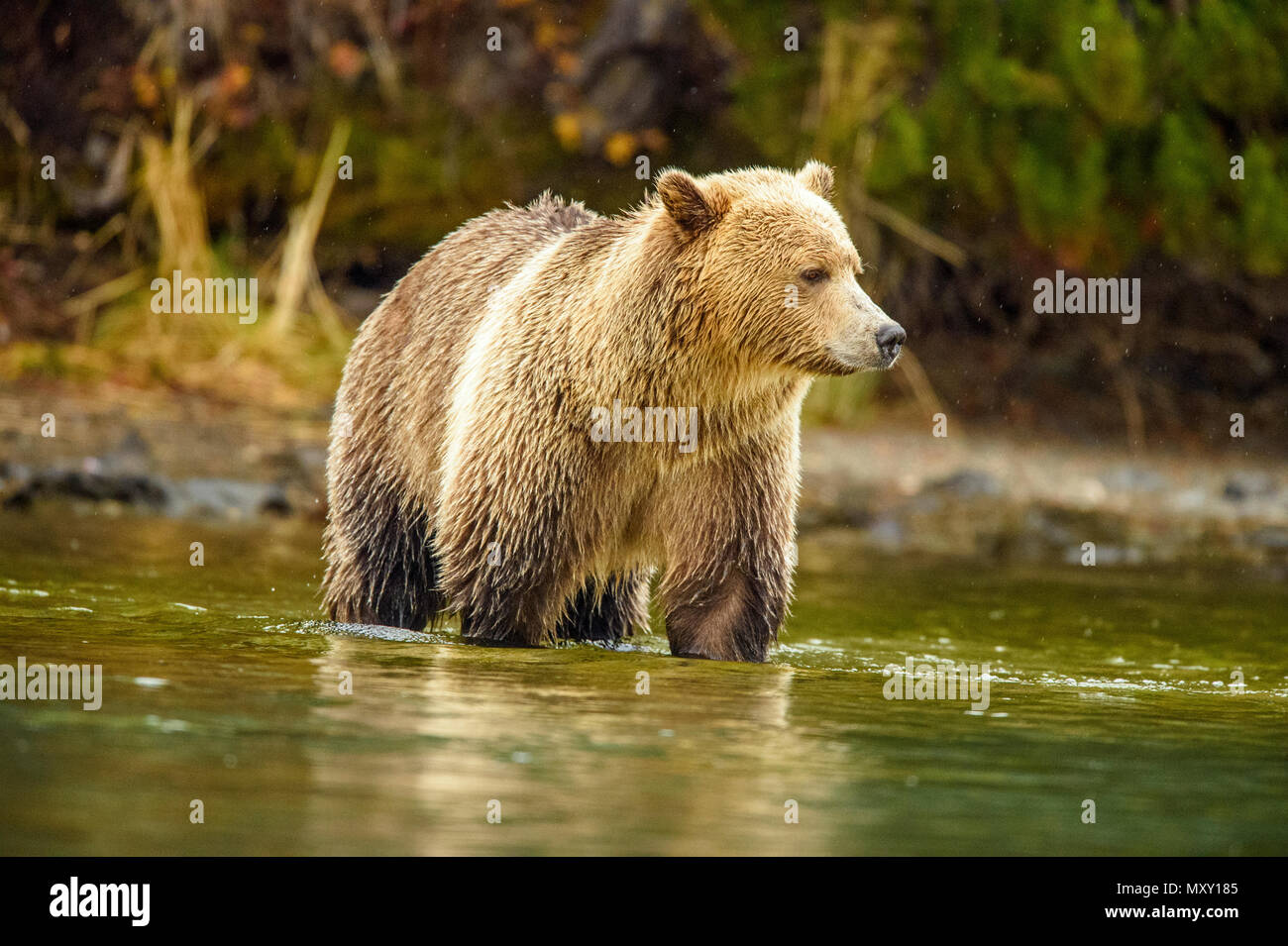 Ours grizzli (Ursus arctos) saumon sockeye de chasse le long de la rive d'une rivière à saumons de frai, Chilcotin Wilderness, British Columbia, Canada Banque D'Images