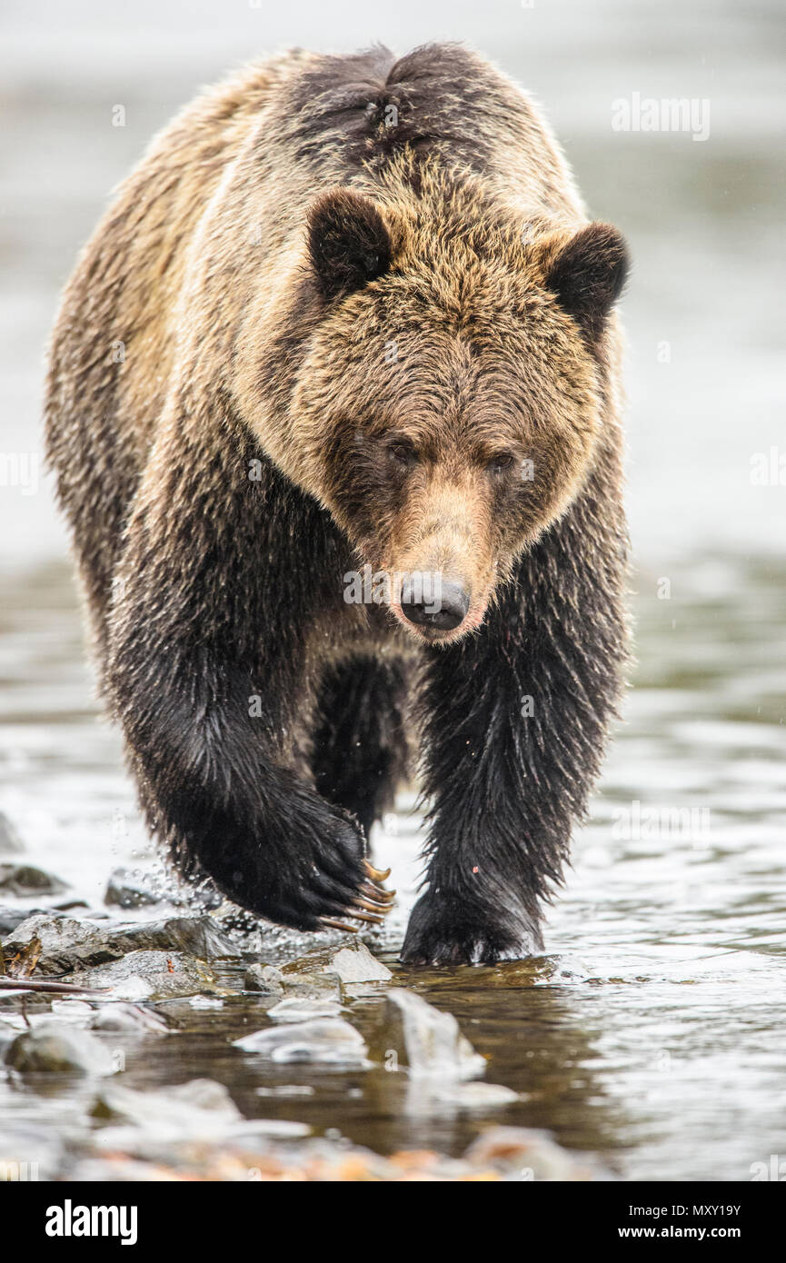 Ours grizzli (Ursus arctos) saumon sockeye de chasse le long de la rive d'une rivière à saumons durant la saison de frai Banque D'Images