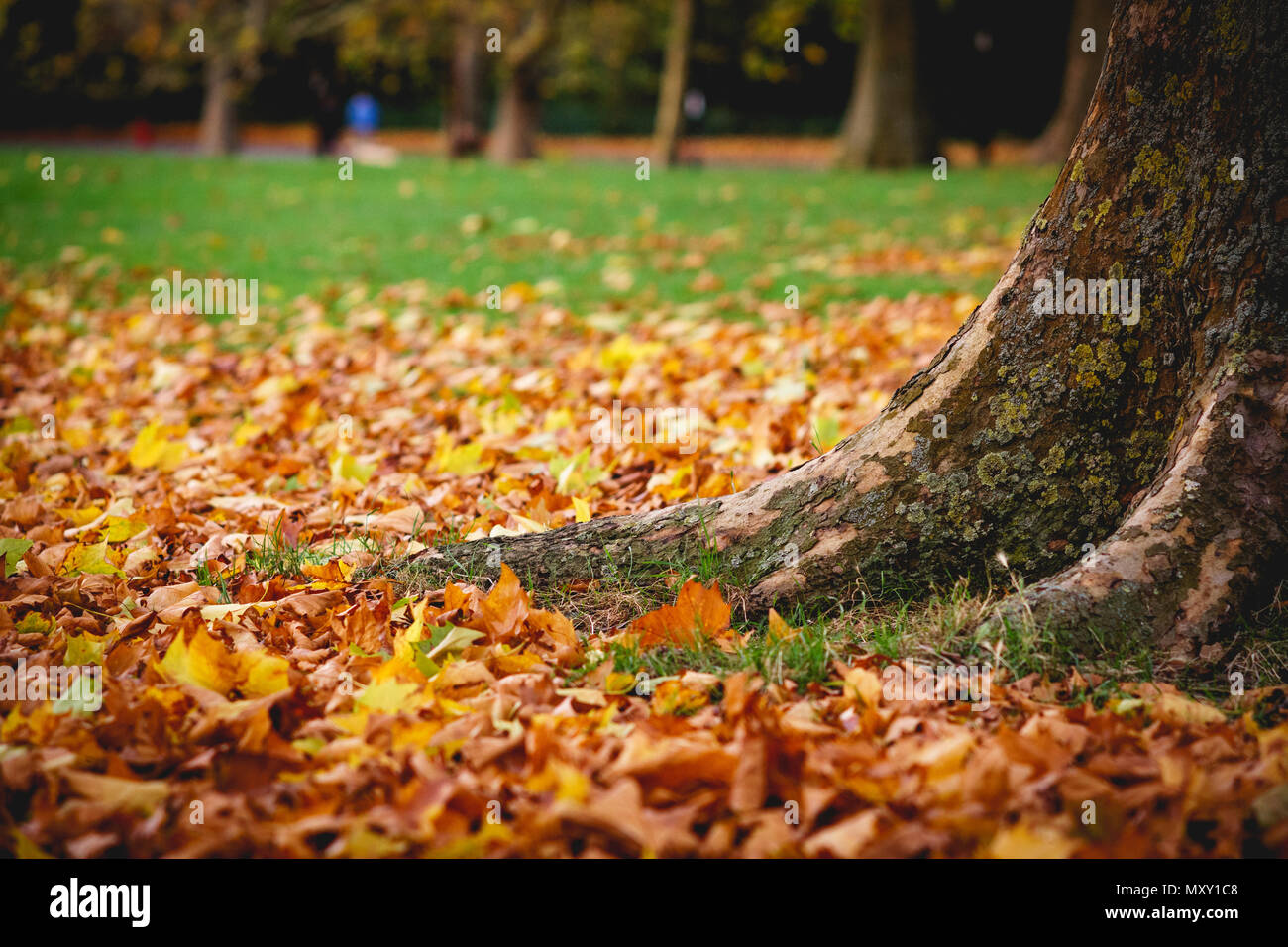 Autumn orange, rouge et vert feuillage aux pieds d'un arbre dans un parc en automne avec arrière-plan flou. Le format paysage. Banque D'Images