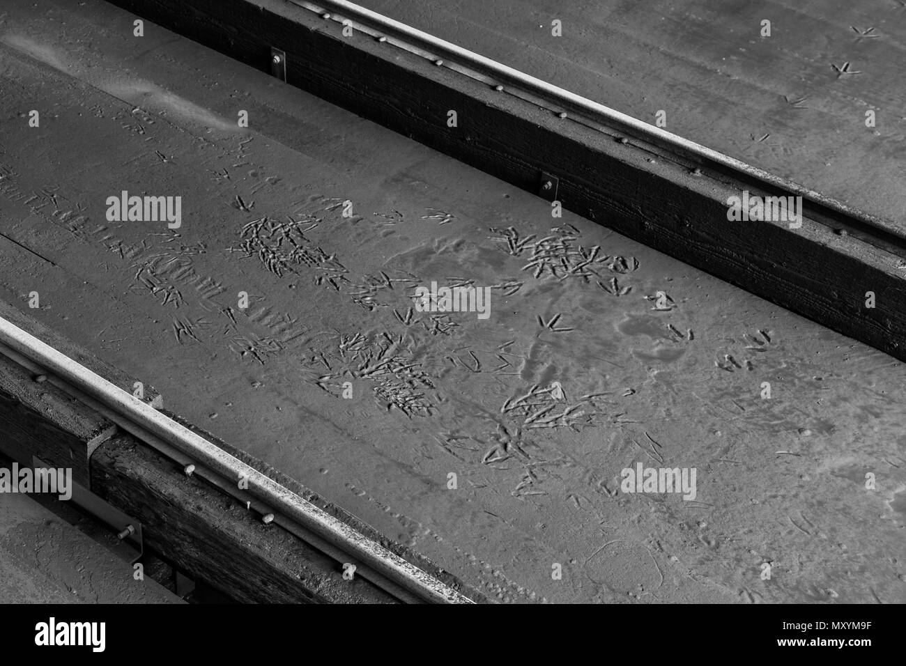 Image en noir et blanc du Canada Goose empreintes dans la vase à une cale de bateau à Steveston, Canada Banque D'Images