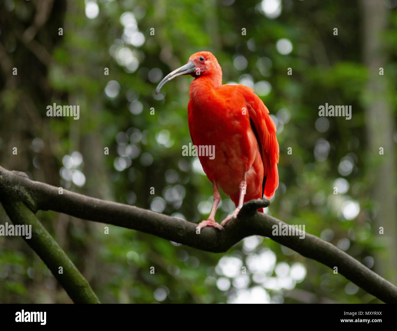 Oiseau Rouge à Pairi Daiza Zoobelgique Banque Dimages