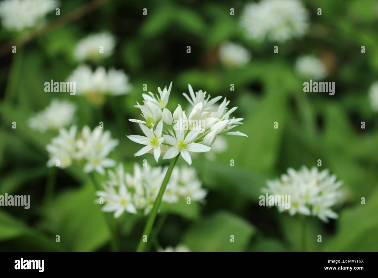 Fleurs blanches de l'Allium ursinum (ramsons) Banque D'Images