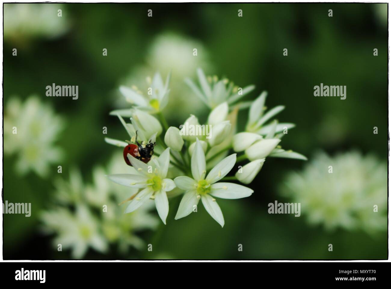 Fleurs blanches de l'Allium ursinum (ramsons) avec une seule coccinelle Banque D'Images
