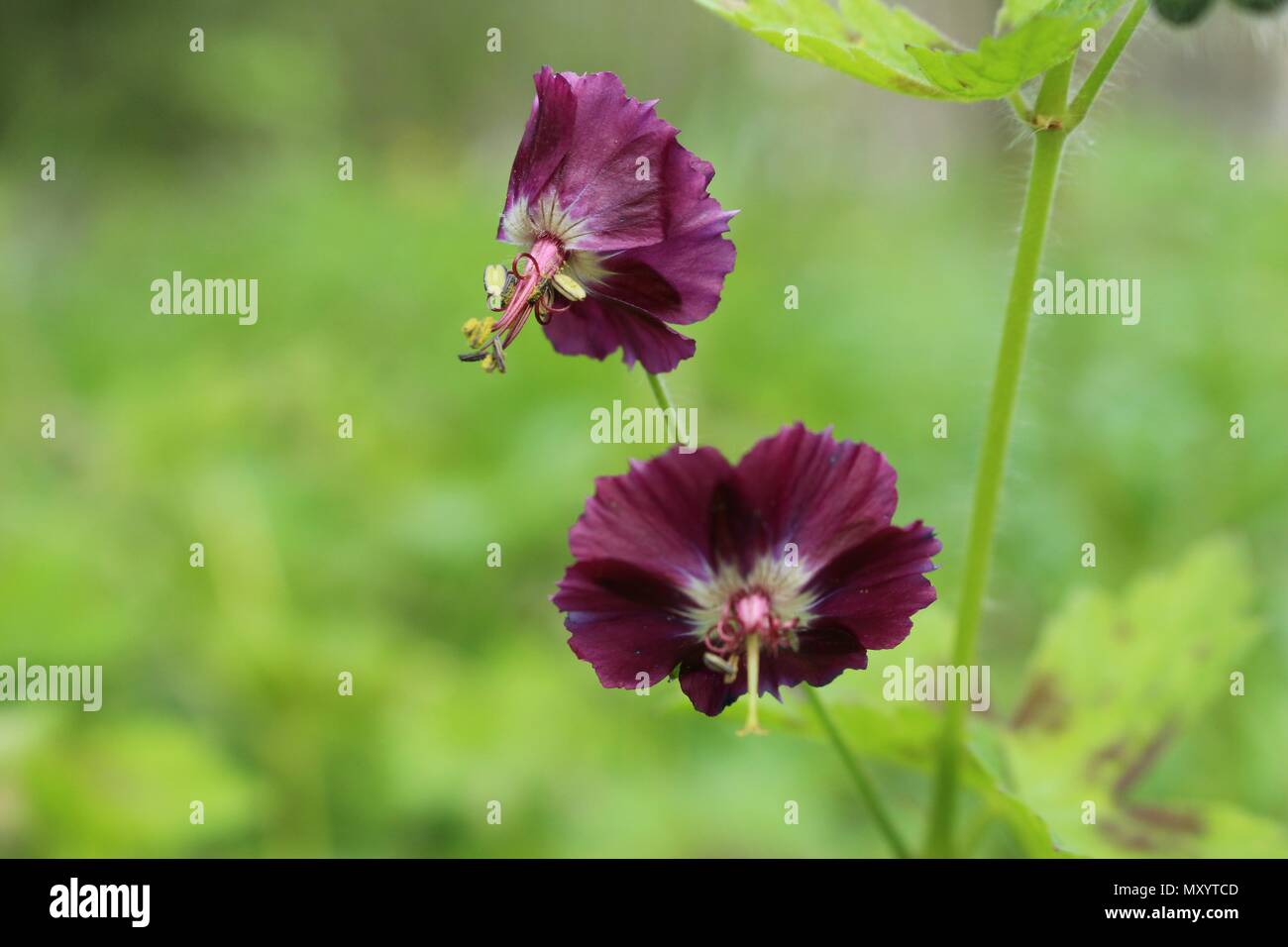 Fleurs violet foncé de géranium phaeum Banque D'Images