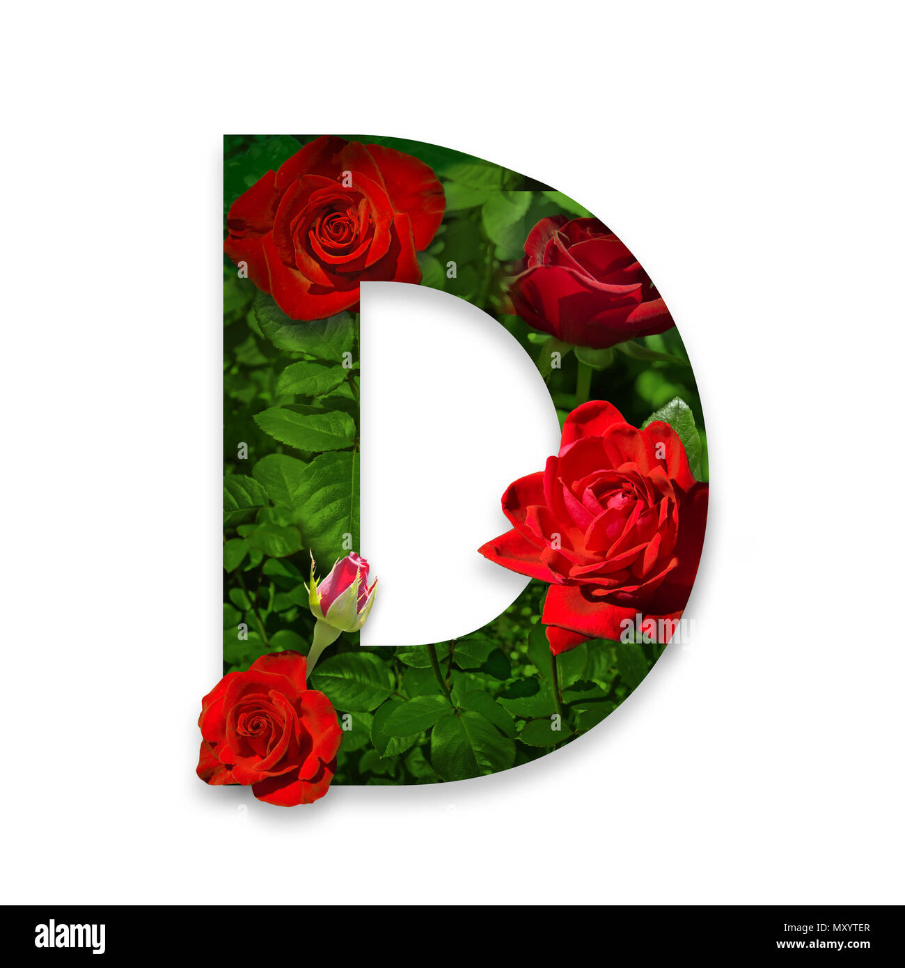 Lettre D de l'alphabet avec des roses rouges sur fond blanc Banque D'Images