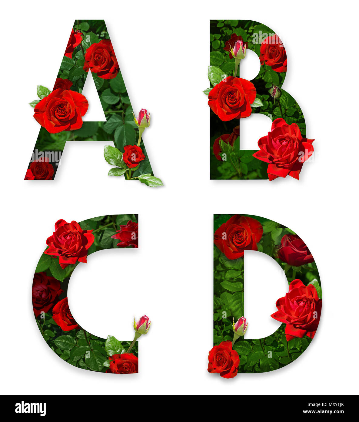 A, B, C, D lettres de l'alphabet avec des roses rouges sur fond blanc Banque D'Images