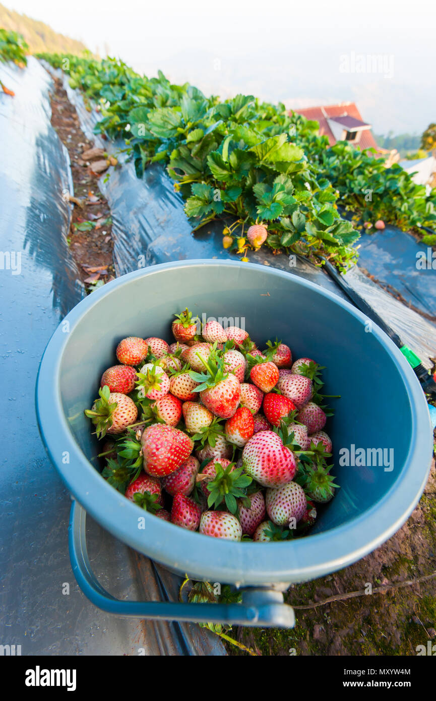 Seau de fraises fraîches ramassé de Bush Banque D'Images