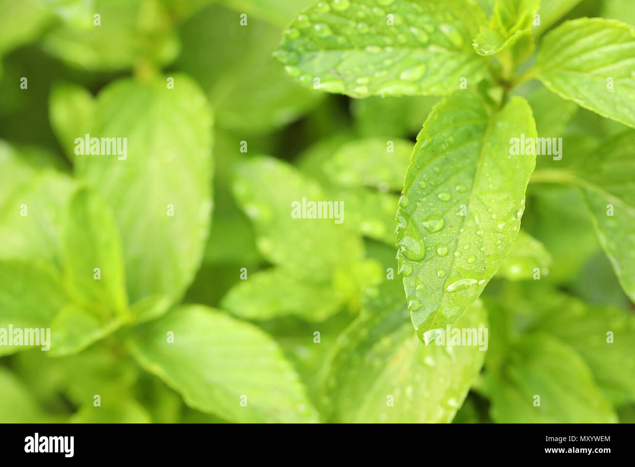 Close up image of perenial basil herb herbal plant. Le mode de vie sain ingrédient pour la cuisson. Basilic vietnamien. plante jardinage maison couverte de rosée humide détaillé Banque D'Images