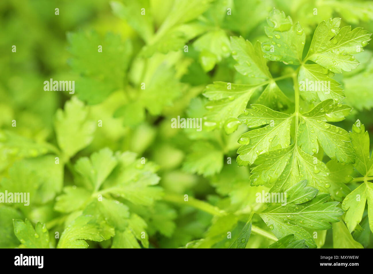 Image texture libre de persil potager jardin d'herbes. humide de rosée d'une nuit ou de la pluie. Jardinage maison saine alimentation et mode de vie pour les ingrédients Banque D'Images