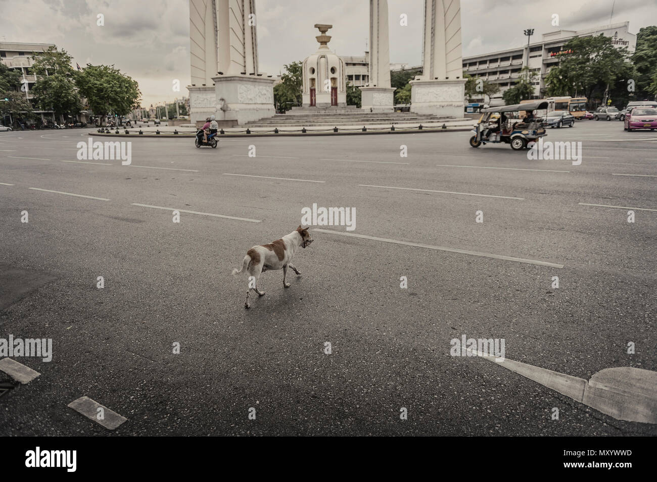 Un chien errant qui traversent la route à côté du monument de la démocratie dans l'avenue Ratchadamnoen, Bangkok, Thaïlande Banque D'Images