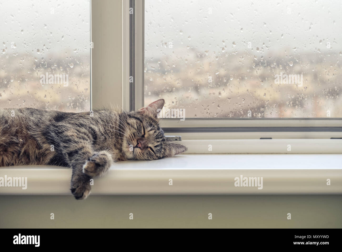 Chat mignon dormir sur le rebord de la fenêtre dans un jour de pluie Banque D'Images