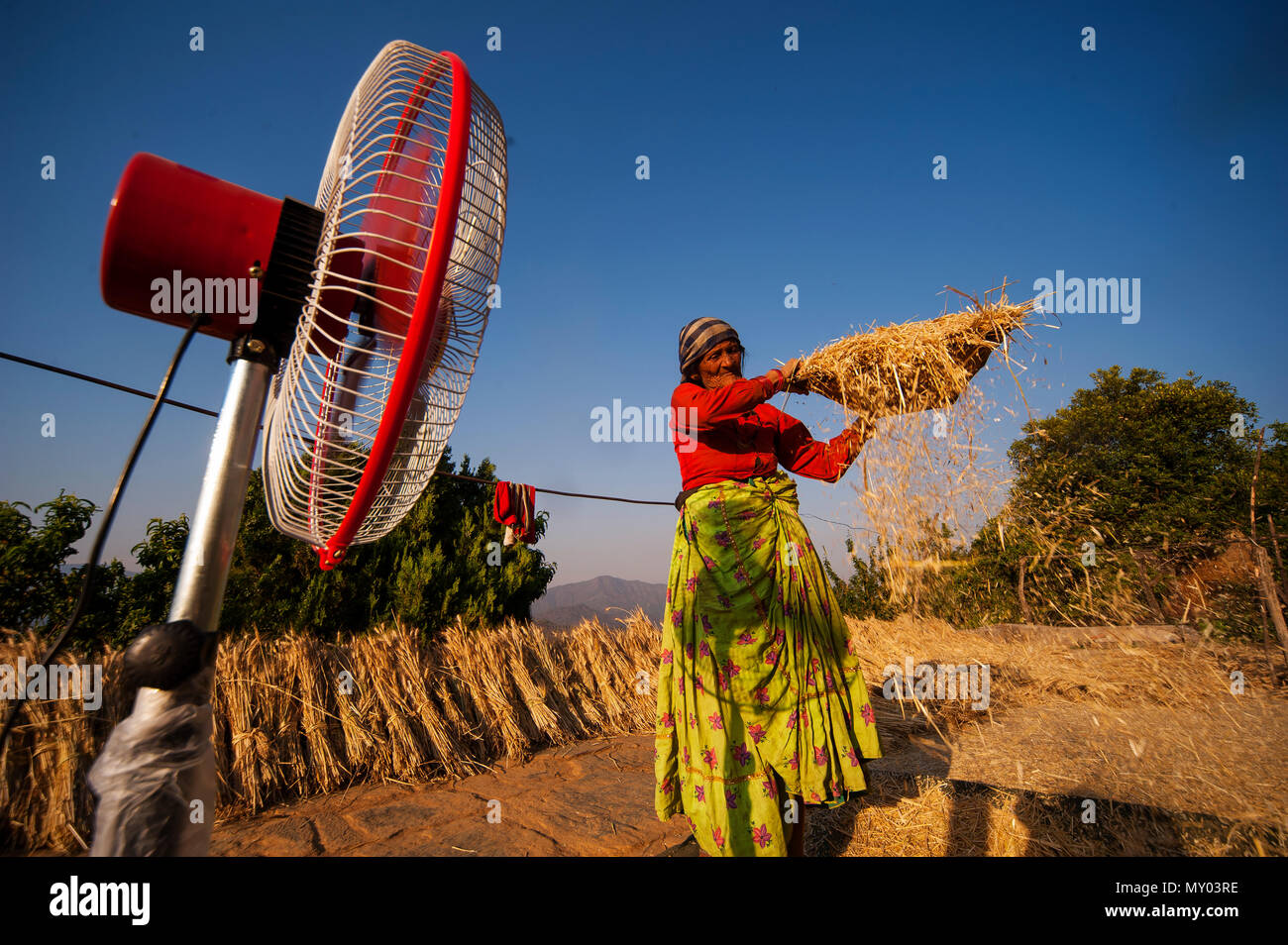 Vieille Femme indienne travaillant sur le terrain, Kala Agar, village collines Kumaon, Uttarakhand, Inde Banque D'Images