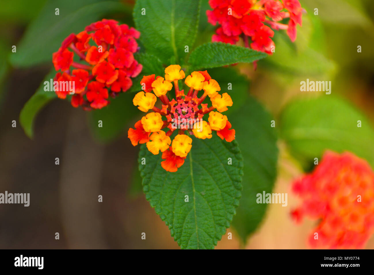 Lantana camara, couleur rouge fleur plante, Pune Maharashtra Banque D'Images