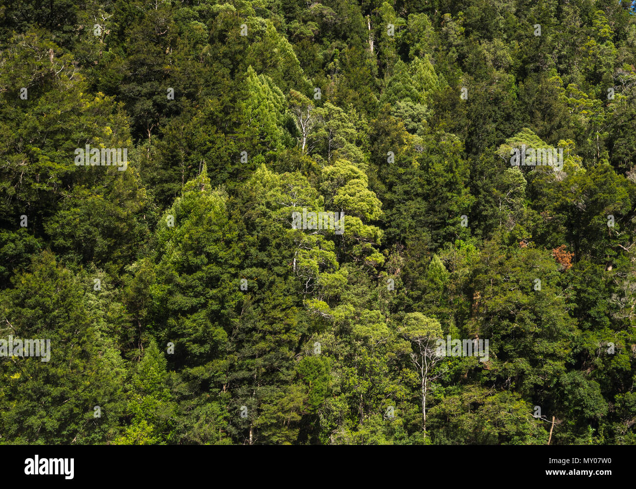 Forêt en bordure de la rivière Gordon, de la côte ouest de la Tasmanie Banque D'Images
