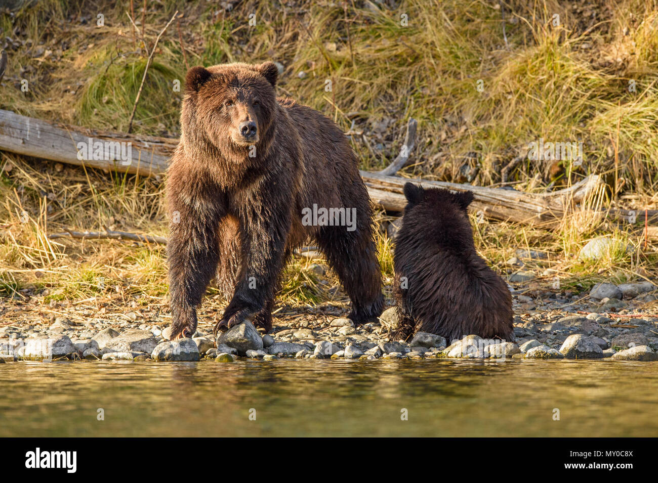 Ours grizzli (Ursus arctos)- La chasse familiale le frai du saumon le long de la rive de la rivière Chilko, Chilcotin Wilderness, British Columbia, Canada Banque D'Images