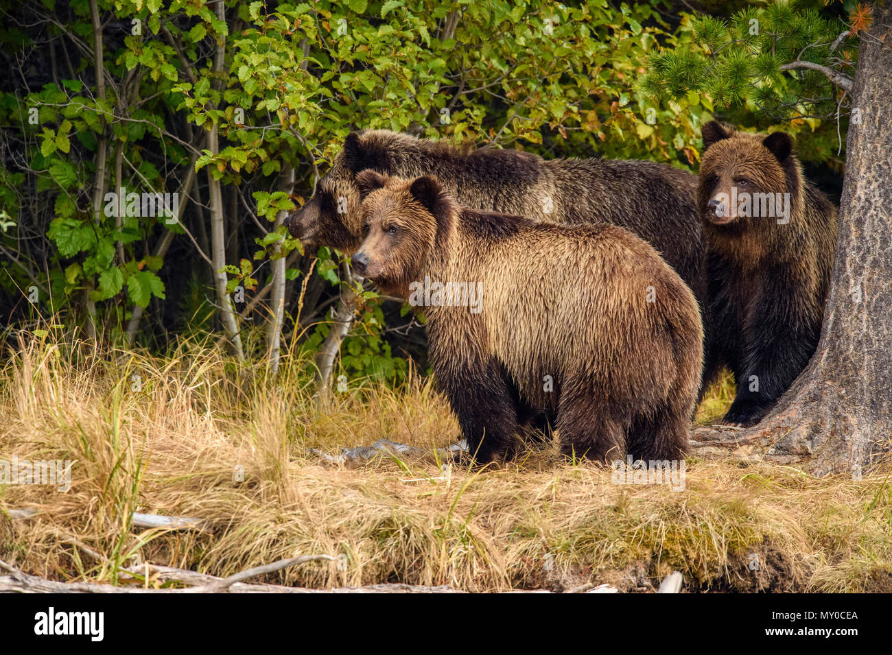 Ours grizzli (Ursus arctos)- La chasse familiale pour le frai du saumon le long de la rive de la rivière Chilko, Chilcotin Wilderness, Ontario, Canada Banque D'Images