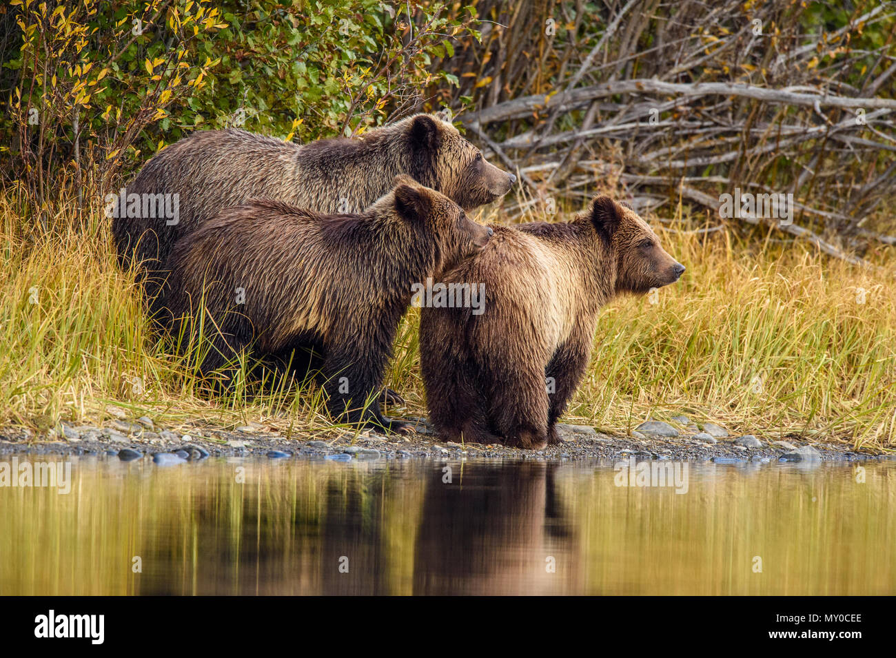Ours grizzli (Ursus arctos)- La chasse familiale pour le frai du saumon le long de la rive de la rivière Chilko, Chilcotin Wilderness, Ontario, Canada Banque D'Images
