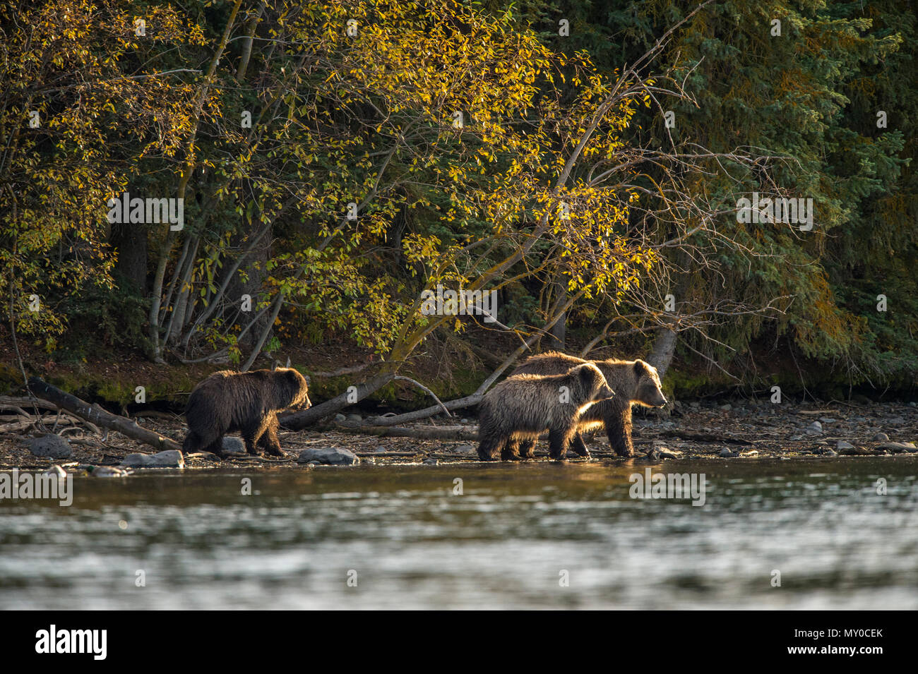 Ours grizzli (Ursus arctos)- La chasse familiale le frai du saumon le long de la rive de la rivière Chilko, Chilcotin Wilderness, British Columbia, Canada Banque D'Images