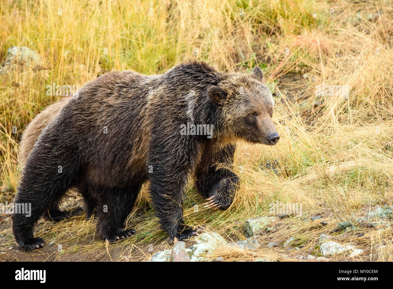 Ours grizzli (Ursus arctos)- La chasse familiale pour le frai du saumon le long de la rive de la rivière Chilko Banque D'Images
