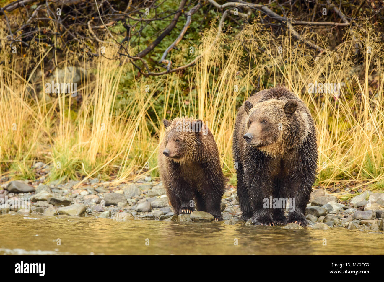 Ours grizzli (Ursus arctos)- La chasse familiale pour le frai du saumon le long de la rive de la rivière Chilko Banque D'Images