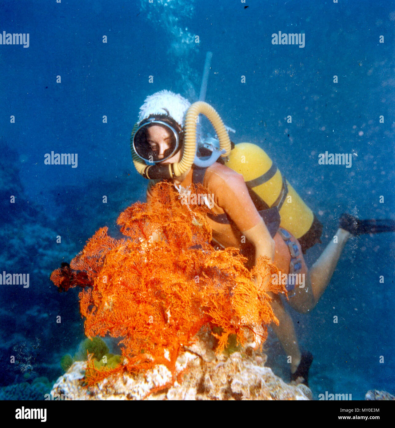 La plongée et l'inspection de corail, barrière de corail, c 80. La plongée et la plongée avec tuba sont les meilleurs moyens à prendre dans les vues sous-marines spectaculaires que la Grande Barrière de Corail a à offrir, et de se trouver face à face avec sa vie marine captivante. Banque D'Images