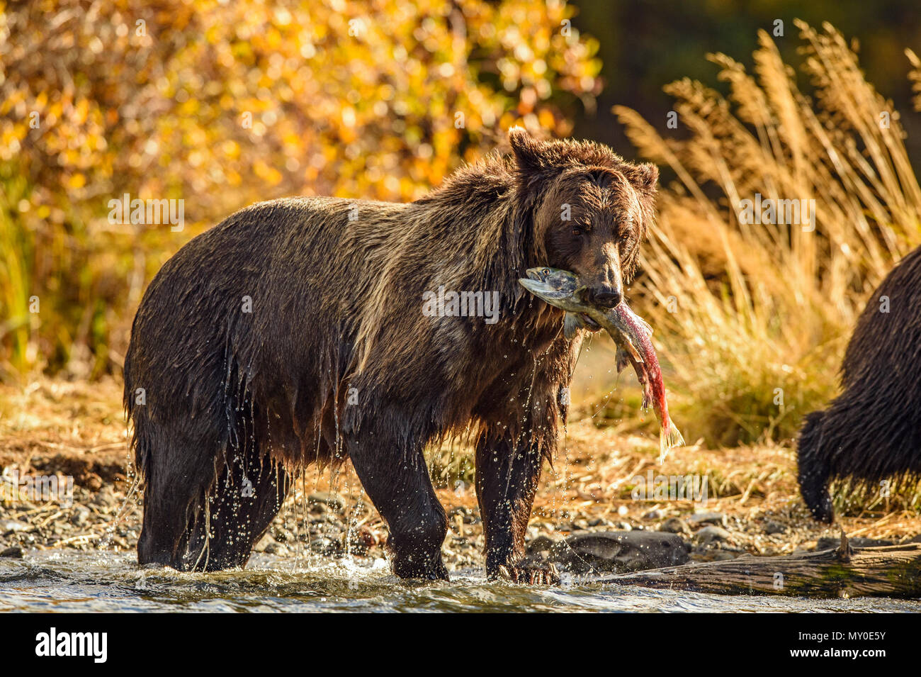 Ours grizzli (Ursus arctos) saumon sockeye fraye de chasse le long de la rive d'une rivière à saumons, Chilcotin Wilderness, Colombie-Britannique BC, Canada Banque D'Images