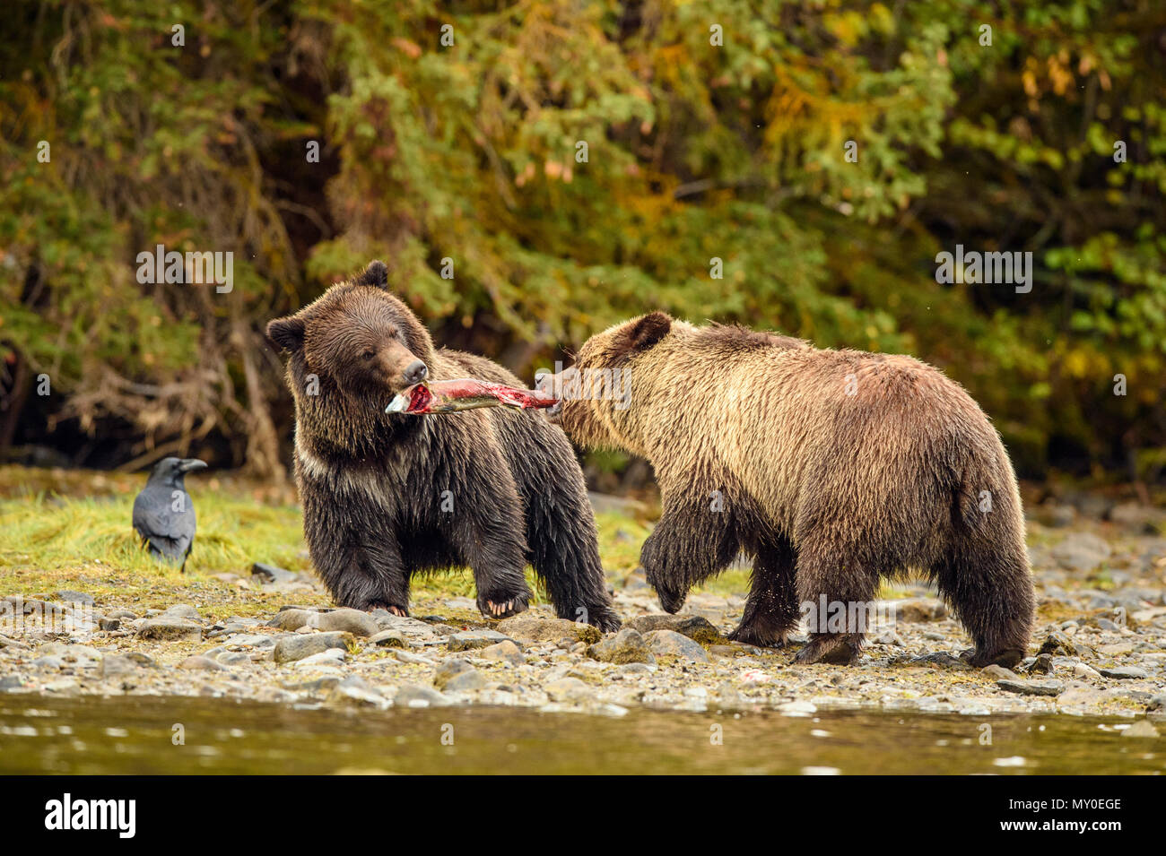 Ours grizzli (Ursus arctos)- frères et Sœurs qui se battent pour une carcasse de saumon sauvage, Chilcotin, en Colombie-Britannique, BC, Canada Banque D'Images