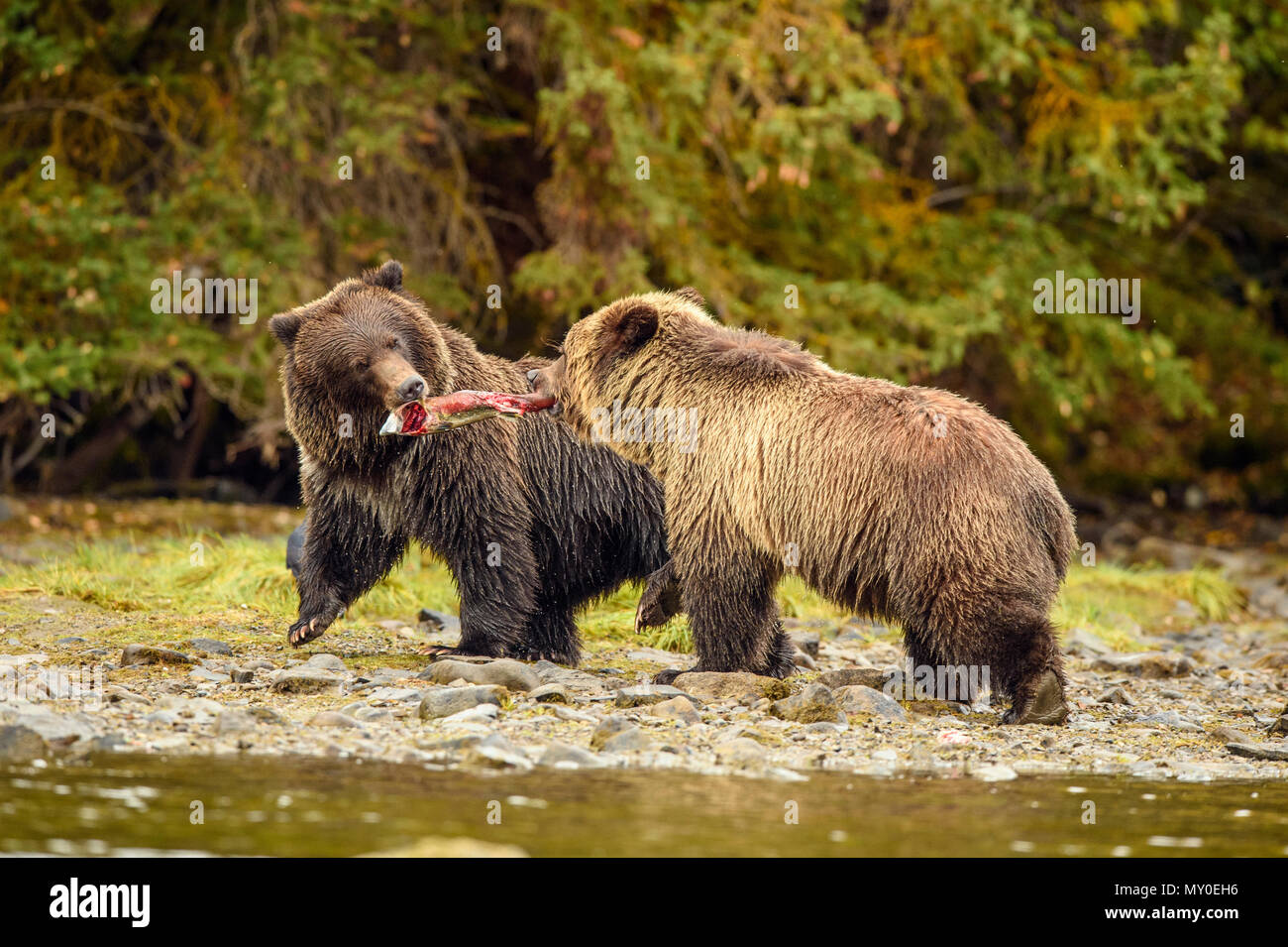 Ours grizzli (Ursus arctos)- frères et Sœurs qui se battent pour une carcasse de saumon sauvage, Chilcotin, en Colombie-Britannique, BC, Canada Banque D'Images