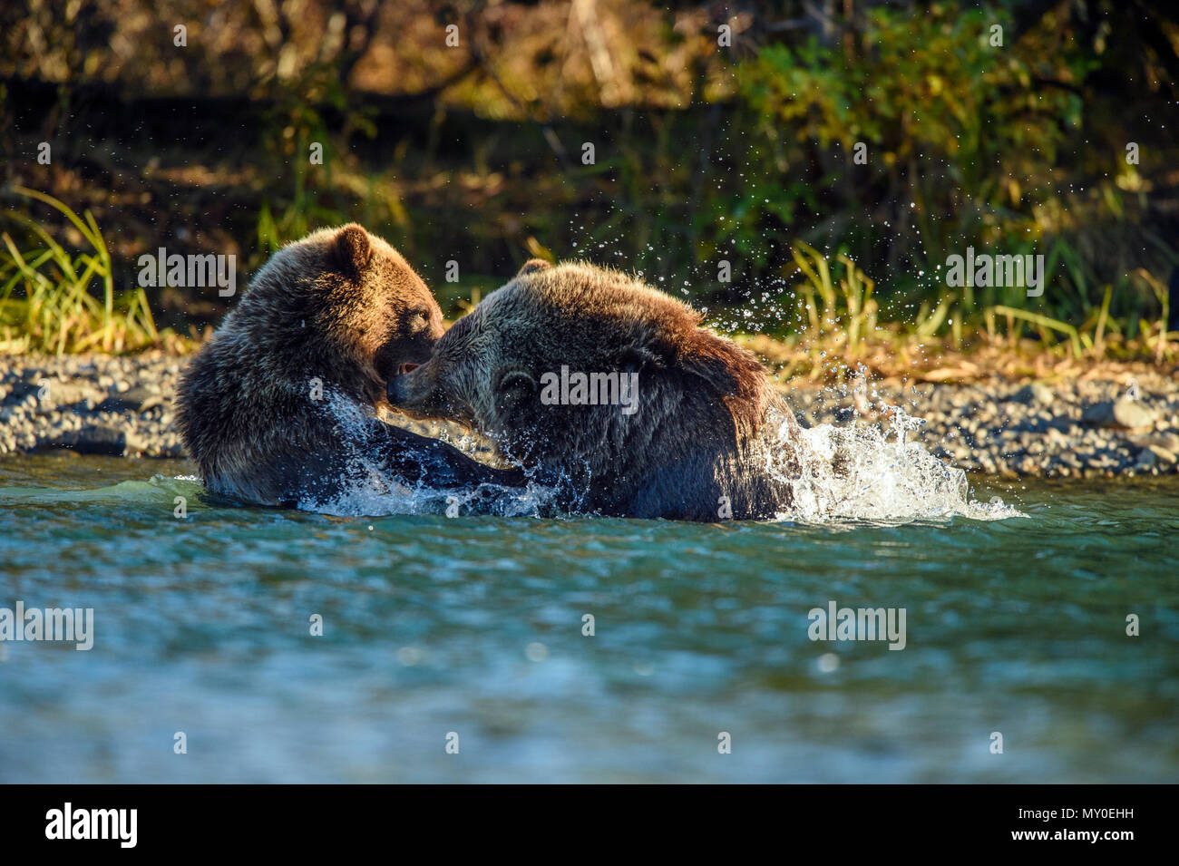Ours grizzli (Ursus arctos) saumon de chasse. La Colombie-Britannique Chilcotin wilderness, BC, Canada Banque D'Images