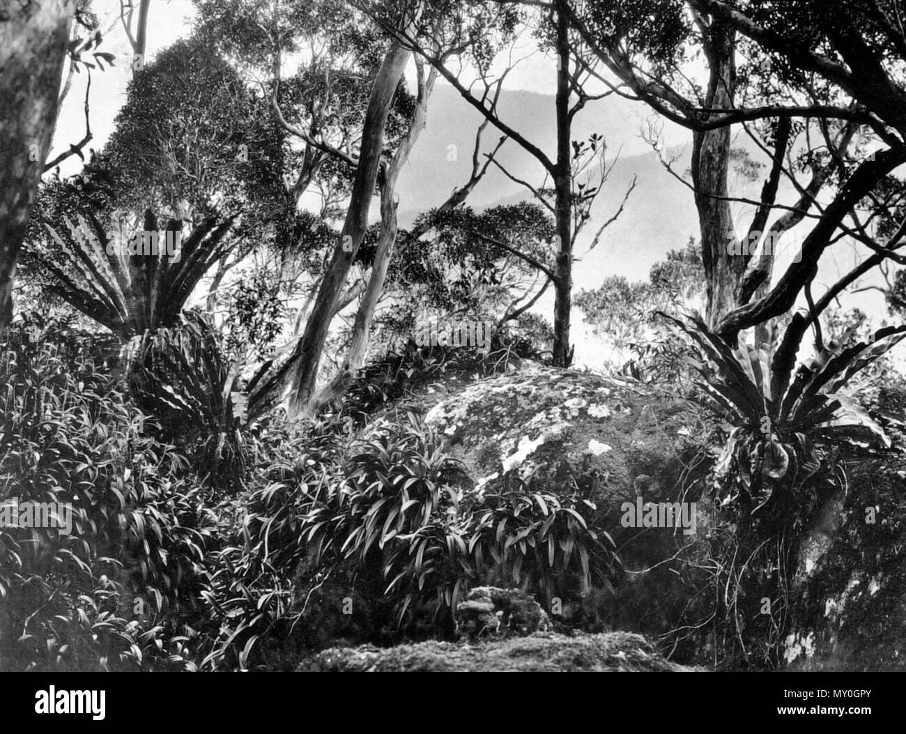 Bush land, Parc National de Lamington, Ullenhall Shire, septembre 1933. Banque D'Images