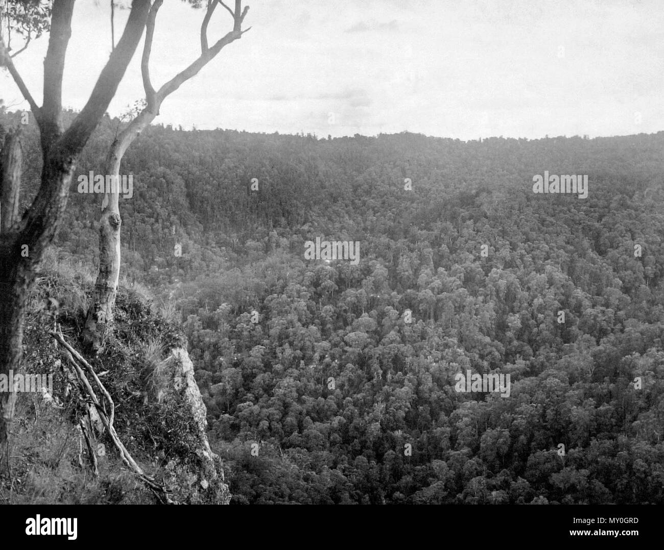 De Canungra, Parc National de Lamington, Ullenhall Shire, septembre 1933. La photographie originale légende fait référence à la vallée des pins. Banque D'Images