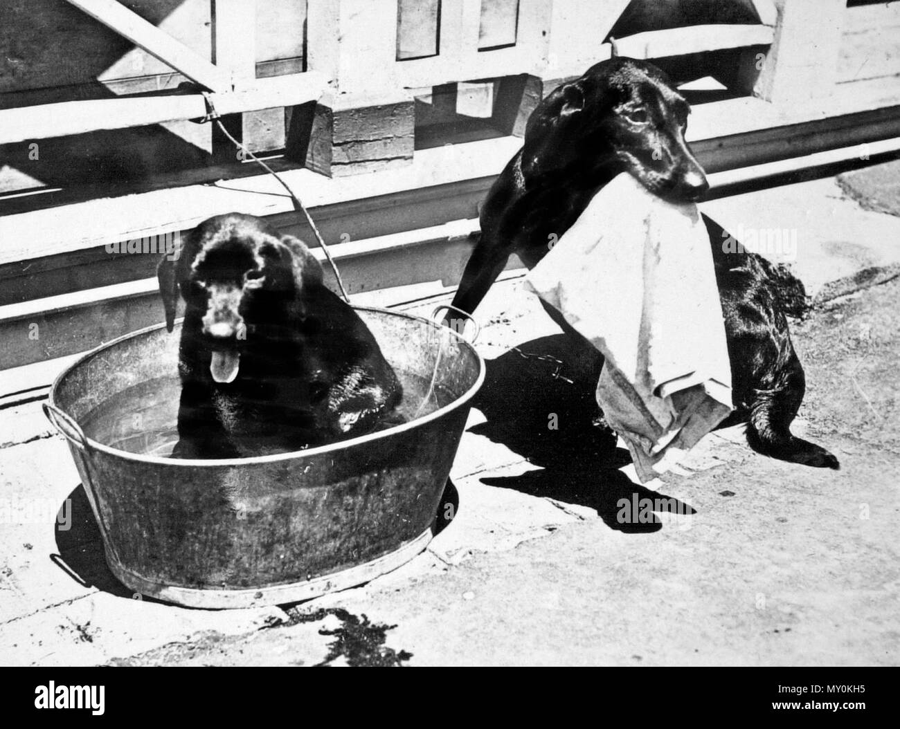 Image de chiens utilisés pour député G Pollock, carte de Noël. George Pollock a été le président de l'Assemblée législative du Queensland de 1932 à 1939. Banque D'Images