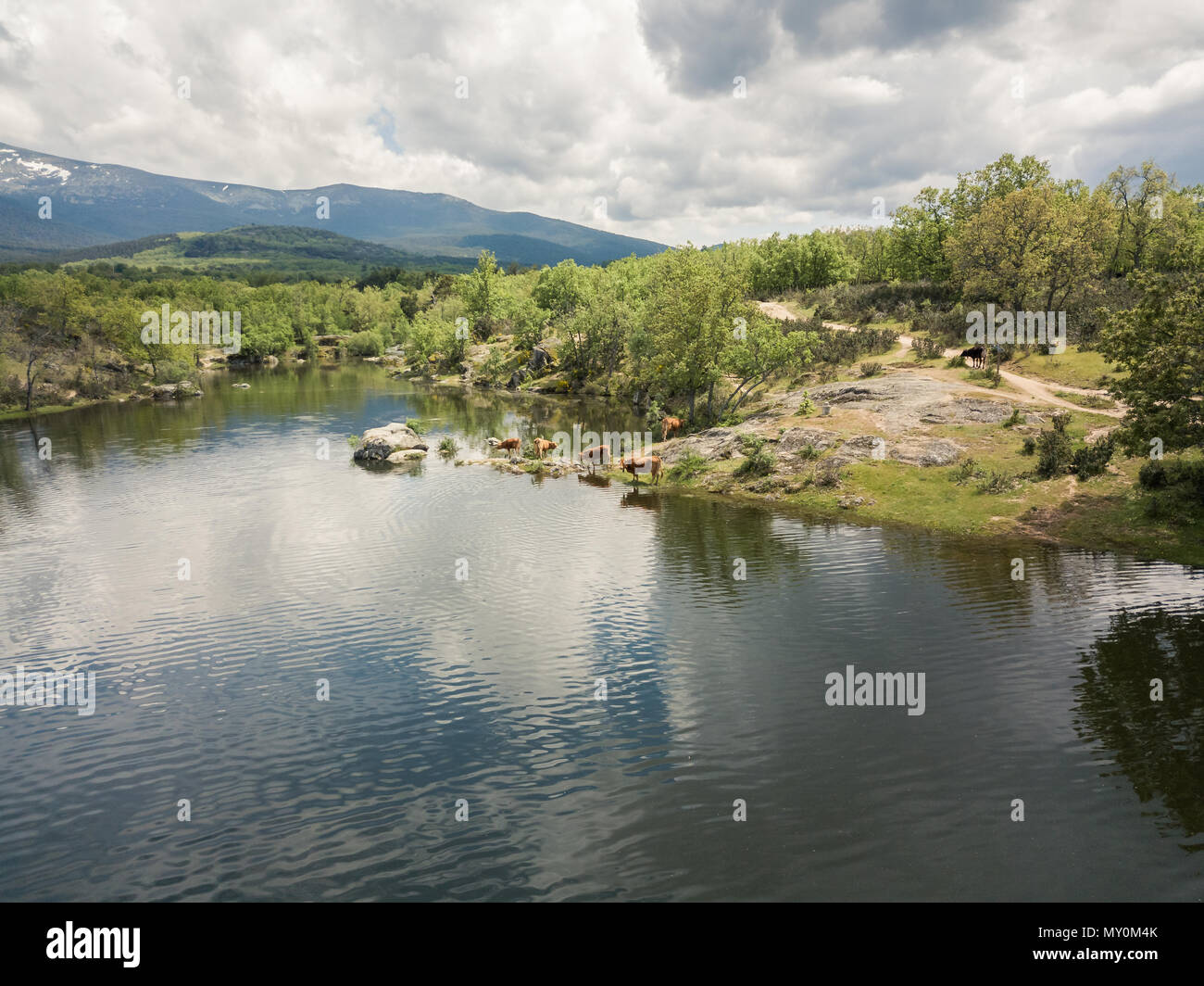 Vaches dans le lac Banque D'Images
