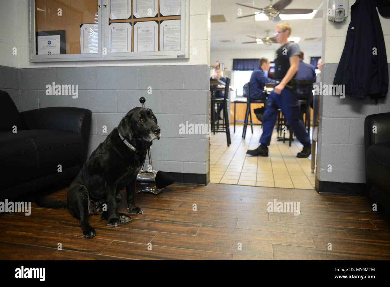 La station de la Garde côtière canadienne, Rosie' Annapolis mascot, se dresse juste à l'extérieur de leur service de garde au cours de cuisine le repas du midi le Mardi, Novembre 15, 2016. L'heure du repas avec service de sentinelle, Rosie est en charge de chien le moral, dormir le jour et de l'engraissage de cour de routine. U.S. Coast Guard photo de Maître de 2e classe Barry Bena Banque D'Images