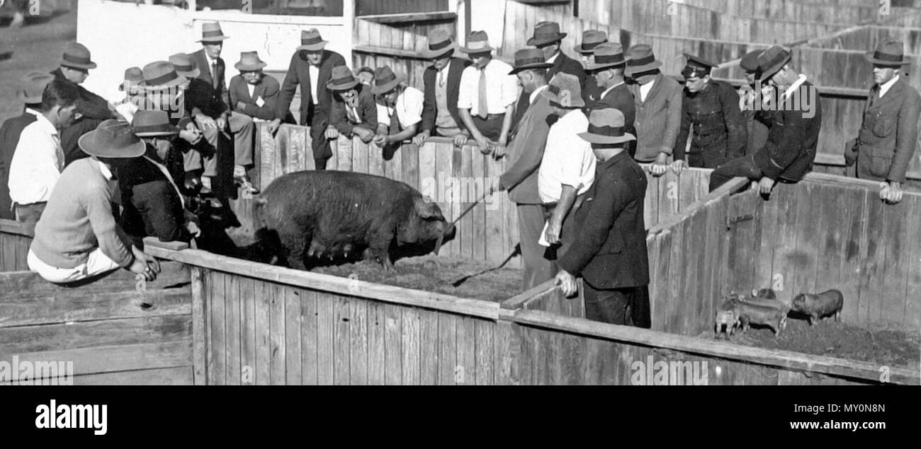 L'Instruction de porc Gatton College Classe, 1928. À partir de la semaine, le vendredi 1 juin 1928 : PORCS 181774514 ?terme =porcs gatton college&amp;searchLimits =l =État de Queensland|||l-décennie =192|||l-année =1928 ) POUR LES AGRICULTEURS DE L'ÉCOLE Des dispositions sont prises pour maintenir à la Queensland lycée et collège agricole, Gatton, une école d'enseignement dans la gueuse de sensibilisation, a déclaré le ministre de l'Instruction Publique (M. T. Wilson) le vendredi après-midi. À l'école, qui se déroulera du 11 juin au 23 juin, les sujets tré comprendra l'élevage, la reproduction, l'alimentation, les maladies, les soins, la gestion, Mark Banque D'Images