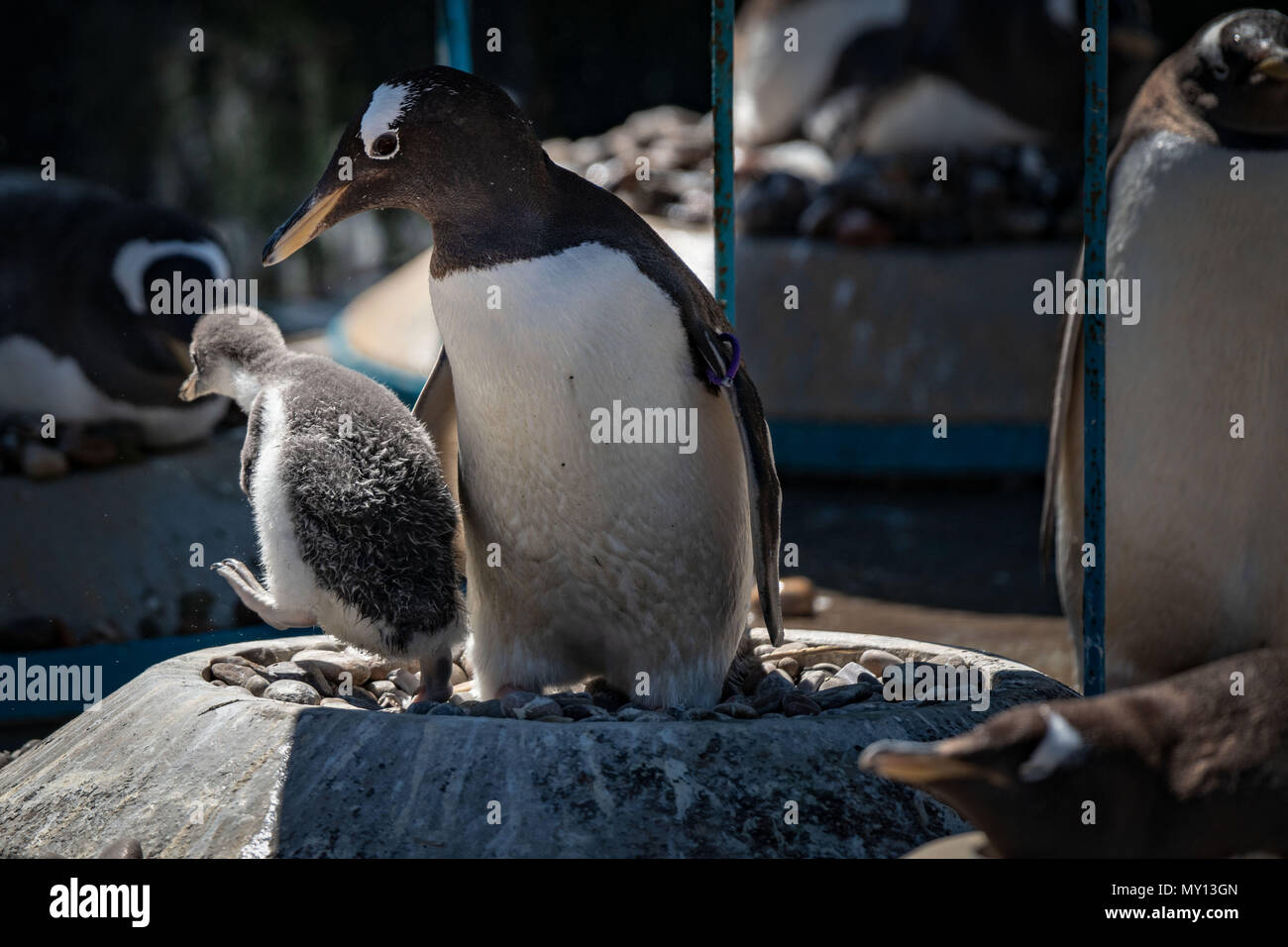 Pingouin D Ecosse Banque D Image Et Photos Alamy