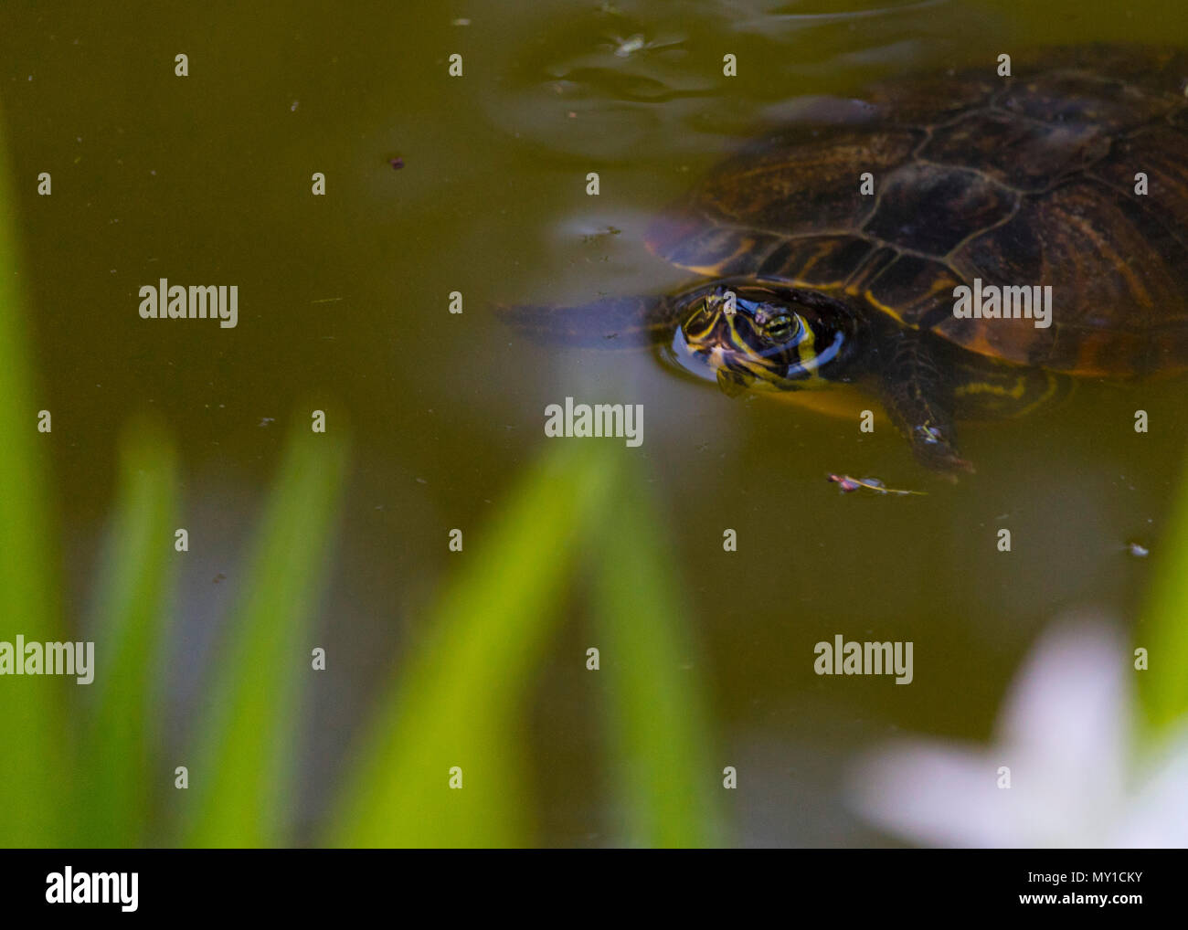 Le soleil de la belle tortue dans étang dans un jour de printemps Banque D'Images