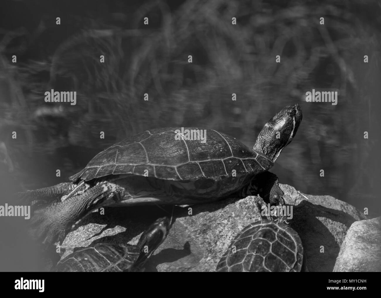 Le soleil de la belle tortue dans étang dans un jour de printemps Banque D'Images