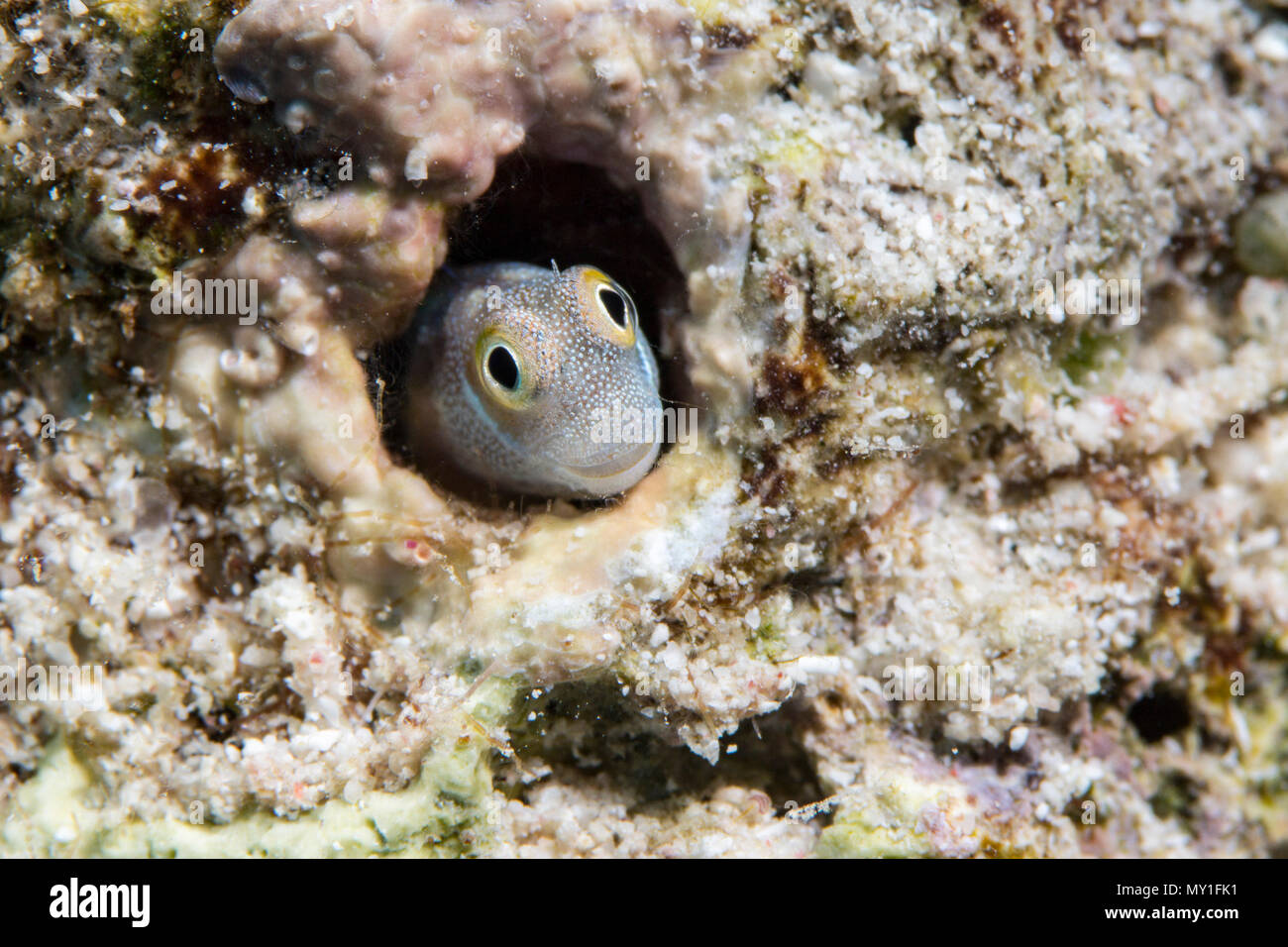 La mer Rouge se cacher dans un trou de blennies, Abu Ramada, Egypte, Mer Rouge Banque D'Images