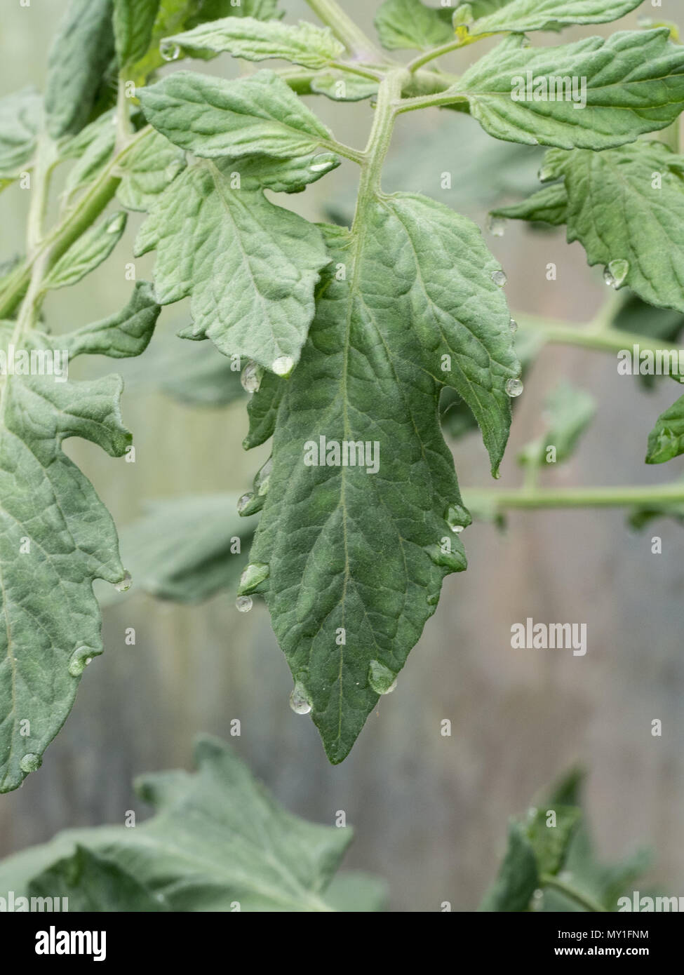 Feuilles de tomate montrant les gouttelettes d'eau sur les bords causés par le processus de gutation Banque D'Images
