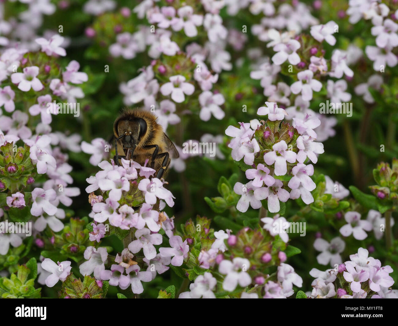 Un gros plan d'abeilles à miel se nourrissant de fleurs de thym Banque D'Images