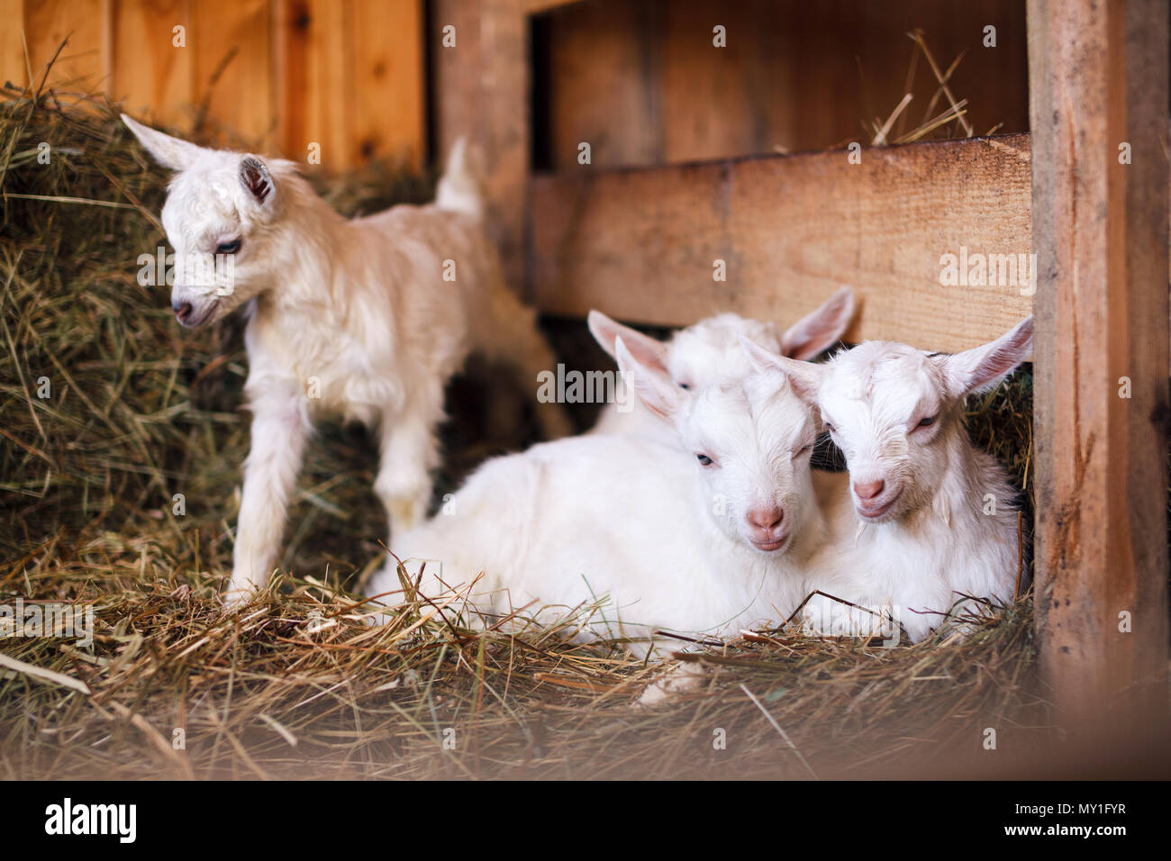 Mignon bébé blanc et les chèvres dans une grange. Banque D'Images