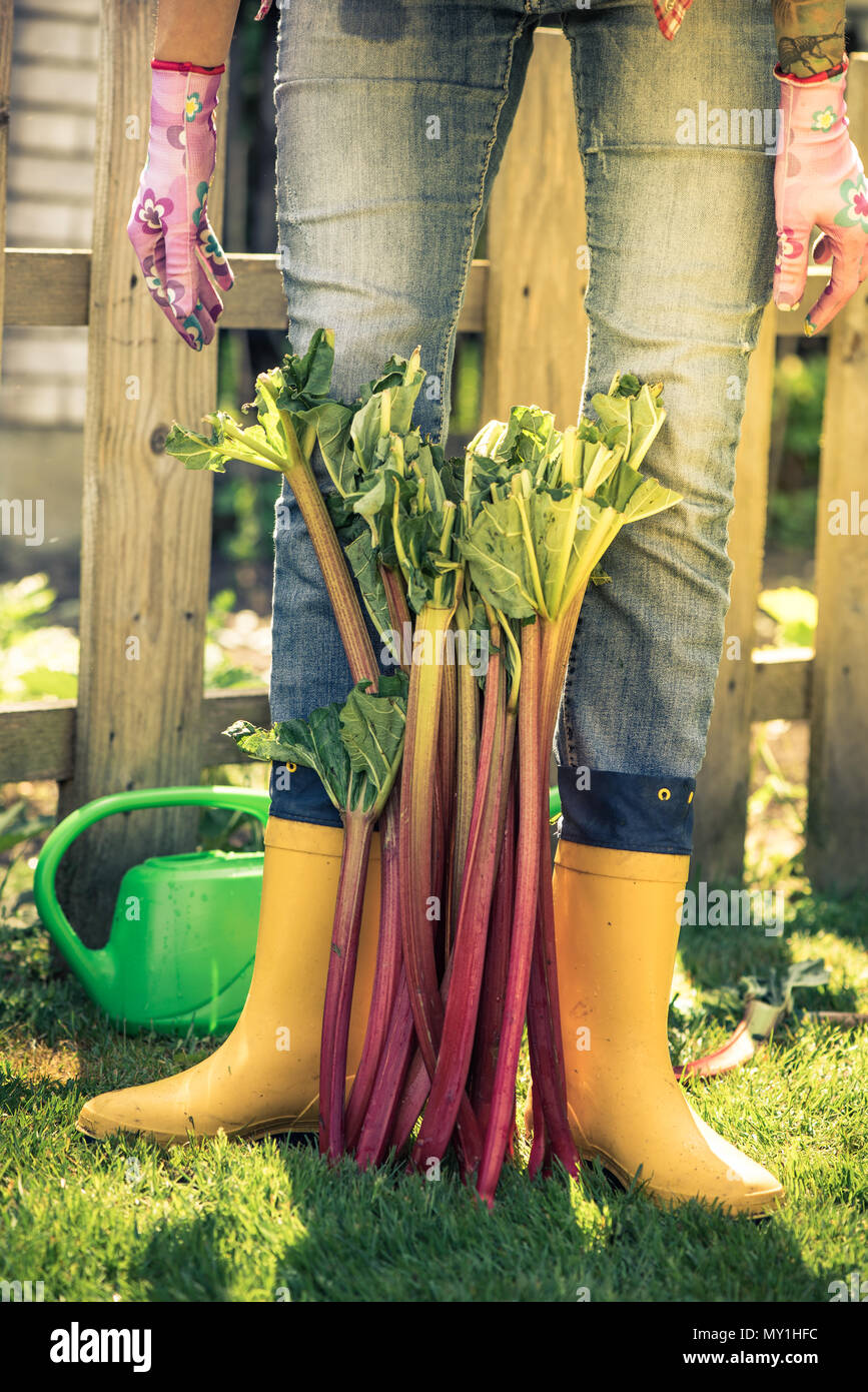 La rhubarbe colorée jaune et wellies . Banque D'Images