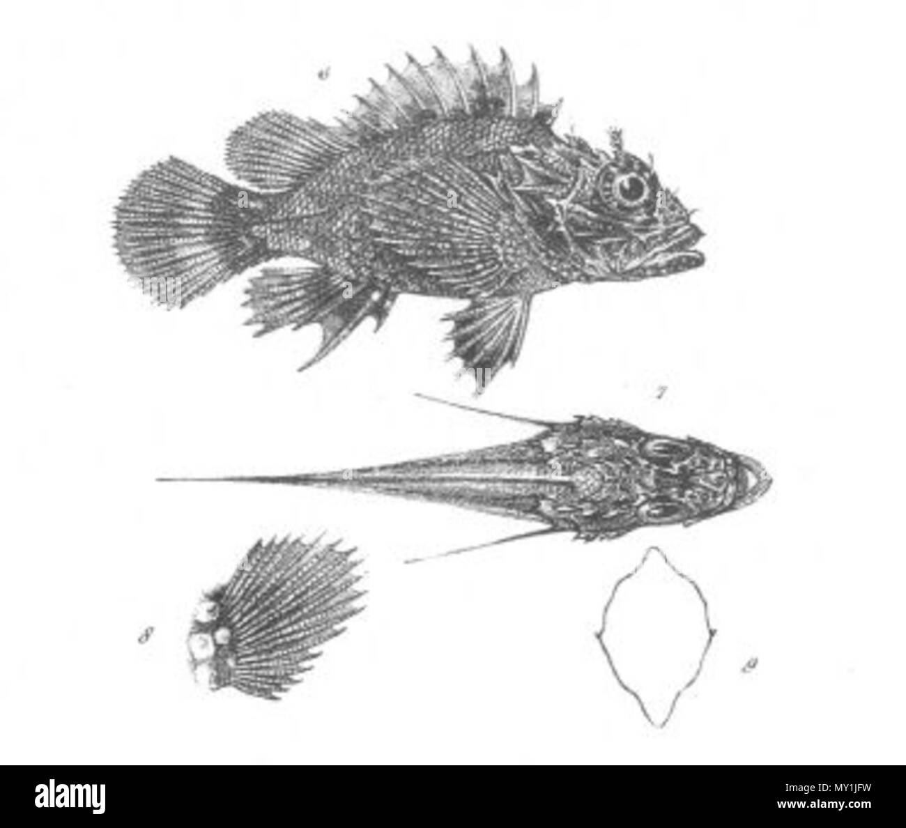 . Il s'agit d'une image intitulée "corpaena Stokesii' du volume 1 de John Lort Stokes' livre 1846 Découvertes en Australie. Les espèces de poissons représentés est maintenant connu comme Parascorpaena picta. 1846. 'Drawn sur pierre par W. Mitchell. Hullmandel & Walton lithographes.' 479 Scorpaena Stokesii (découvertes en Australie) Banque D'Images