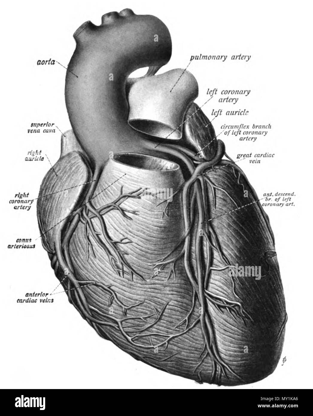 . Anglais : Une illustration anatomique de l'édition 1908 de l'Atlas Sobotta d'anatomie humaine . 22 octobre 2013, 00:36:40. M. Simoneau 494 Sobo 1909536 Banque D'Images